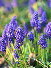 Farm fresh flower bulbs delivered to your door. 13 Of The Most Stunning Blue Flowers Garden Bulbs Blue Flowers Types Of Blue Flowers