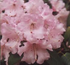 Dormouse Rhododendron Buy Dormouse Yakushimanum Rhododendrons Millais Nurseries