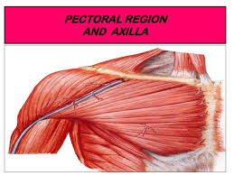 Pectoral Region And Axilla Ppt Download