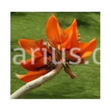Image result for Erythrina madagascariensis