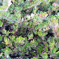 Image result for Antrocaryon nannanii