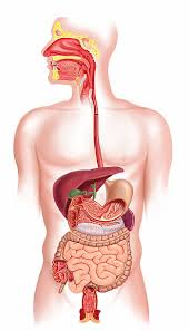View the muscles of the upper and lower extremity in the diagrams below. Human Digestive System Labelled Diagram Quizlet
