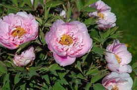 It offers one of the most extensive collections of herbaceous, intersectional, tree and woodland peonies in the northeast. Tree Peony Care And Growing Tips