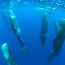 Whale Sounds For Relaxation By Victoria S Meditations