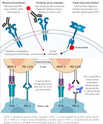 Image result for Targeted Cancer Therapy