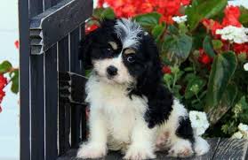 How much do cavachon puppies cost? Cavachon Puppies For Sale Austin Tx 261442 Petzlover
