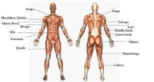 The human body has three different types of muscles. The Massive Muscle Anatomy And Body Building Guide You Always Wanted Thehealthsite Com