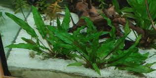 Die blätter werden weich, glasig und beginnen sich zu zersetzen. Cryptocorynen Im Aquarium Alle Infos Und Details