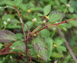 Image result for Corchorus aestuans