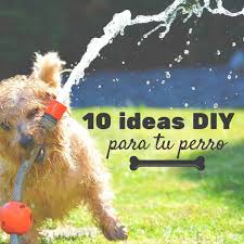 Ven a la cocina para conocer a los mejores chefs del mundo. Juguetes Caseros Para Perros 10 Ideas Que Puedes Hacer Tu Handfie Diy