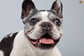 Health problems that have happened to my personal dogs? The Health Challenges Of The French Bulldog Pets4homes