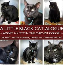 Home about us our ragamuffins available kittens ragamuffin info adopting a ragamuffin adopters testimonials contact us. 5 Ways To Promote Black Cats Black Cat Adoption Pet Adoption Cats