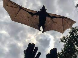 Hang tin foil strips around the area where bats fly. Scientists Are Putting Trackers On Bats To Stop A Mysterious Ebola Like Virus The Independent The Independent