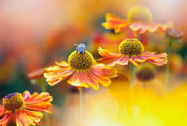 Maybe you would like to learn more about one of these? 10 Gorgeous Pollinator Friendly Flowers For Your Garden