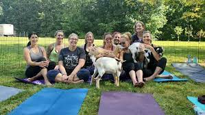 Maybe you would like to learn more about one of these? Goat Yoga Classes Western Ma Firefly Fields