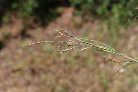Image result for Hyparrhenia tamba
