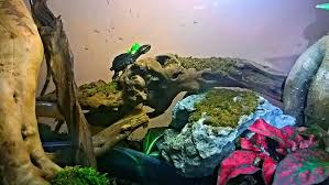 Turtle In Paludarium Vivarium Sternotherus Odoratus Common Musk Turtle Schildpad