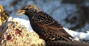 Black Bird With White Chest And White Tipped Tail European Starling Bird Life List Backyard Birds Starling