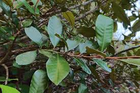 Image result for Trichocladus