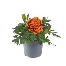 Image result for Tagetes patula