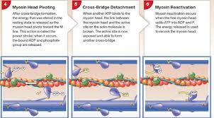 Energy Requirement During Muscle Contraction Study Biology Physiology Anatomy And Physiology