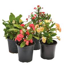 Image result for Euphorbia kilwana