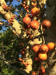 Image result for Ficus sycomorus