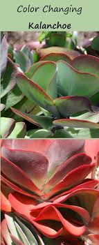 Species Spotlight Colorful Kalanchoe Care The Succulent Eclectic Succulents Succulent Gardening Succulents Garden