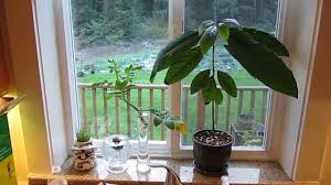 See full list on wikihow.com Indoor Avocado Tree Growing Your Own Youtube