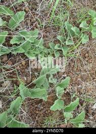 Image result for Cucumis hirsutus