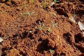 Image result for Hypertelis cerviana