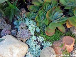 Check spelling or type a new query. How Do I Prep The Soil For A Succulent Garden Joy Us Garden