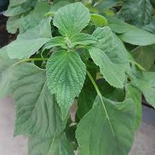 Image result for Salvia hispanica
