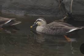 3 con vịt trời • đánh tiết canh mùng 1 & 4 món lạ cùng các ông bạn giànay mới có dịp mua được 3 con vịt trời ngon để bác tám thể hiện hãm tiết canh bằng. Táº¡i Sao Báº¯t Vá»‹t Trá»i Ä'á»ƒ Äƒn Thá»±c Táº­p Sinh Viá»‡t Láº¡i Bá»‹ Cáº£nh Sat Nháº­t Ä'iá»u Tra Vietnamnet