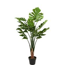 Florista Split Philo Pflanze Im Topf Butlers Pflanzen Zimmerpflanzen Philodendron