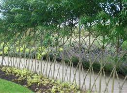 Check spelling or type a new query. Living Willow Hedges Insteading