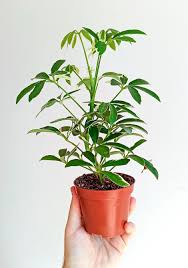 Image result for Schefflera