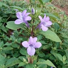 Image result for Barleria cristata