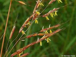Image result for Sorghastrum