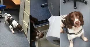 Bem vindo à página da comunidade paroquial de nossa senhora da pena telefone:218852889 horário: Www Bigodino It Wp Content Uploads 2021 04 Cane