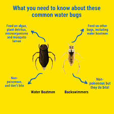 Swimming Pool Bugs: Treatment And Prevention