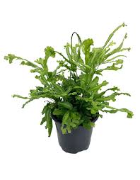 Image result for Pteris cretica