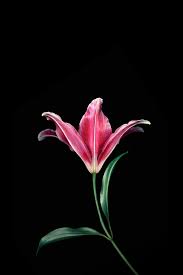 Buat kamu yang lagi cari wallpaper bunga, pas banget nih gaes. 110 Amoled Flowers Ideas Flower Wallpaper Flowers Wallpaper