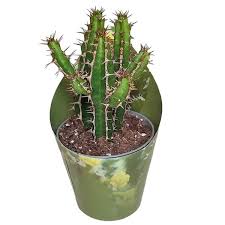 Image result for Euphorbia griseola