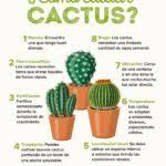 El cactus de navidad es una planta autóctona de brasil a la que también se conoce como santa teresita o, y aquí viene la dificultad, schumbergera. Como Cuidar De Los Cactus De Navidad Mundo Jardineria Net