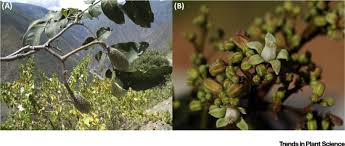 Image result for Meliaceae