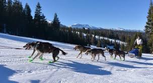 Watch Beautiful Athletic Dogs Race Through The Snow In Oregon S Mountains During This Extreme Sled Dog Race In 2020 Athletic Dogs Dog Sledding Dogs