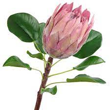 African Protea Dusty Pink 27 Protea Flower Protea Kitchen Flower Arrangements