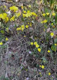 Image result for Reinwardtia indica