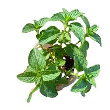 Image result for Platostoma